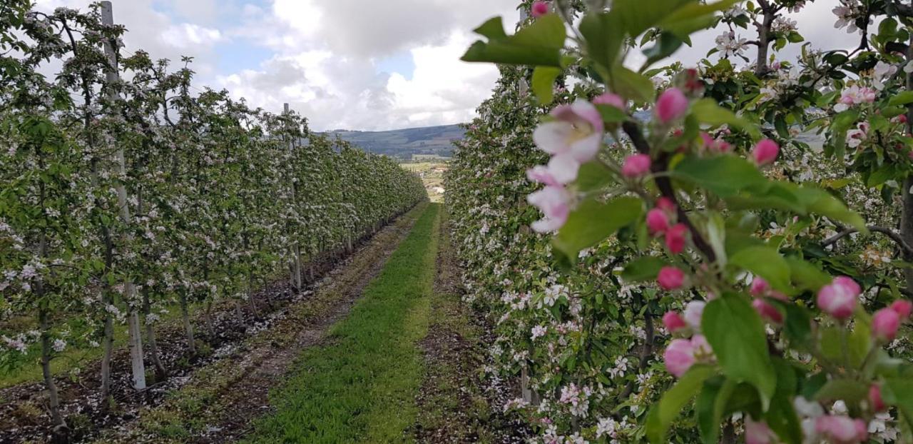 Quinta Bemboa Turismo Espaco Rural Villa Aricera Dış mekan fotoğraf