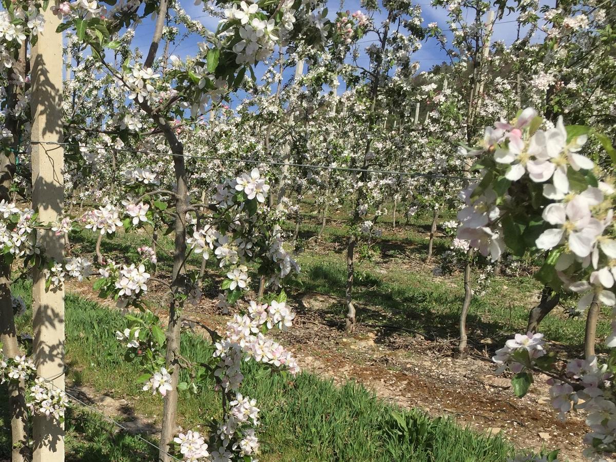 Quinta Bemboa Turismo Espaco Rural Aricera Dış mekan fotoğraf