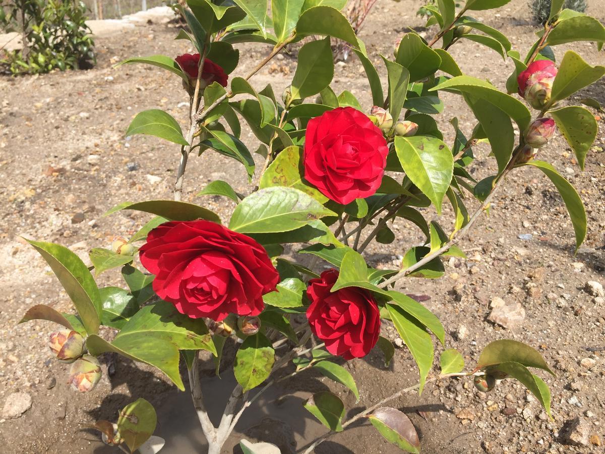 Quinta Bemboa Turismo Espaco Rural Aricera Dış mekan fotoğraf