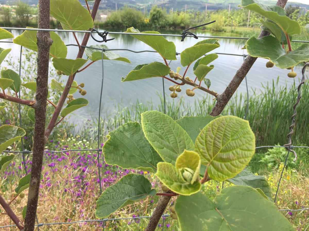 Quinta Bemboa Turismo Espaco Rural Villa Aricera Dış mekan fotoğraf