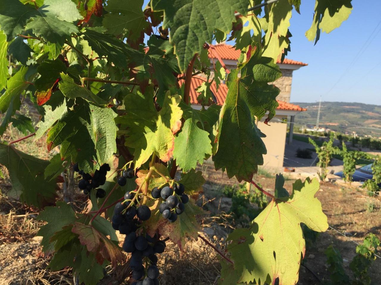 Quinta Bemboa Turismo Espaco Rural Aricera Dış mekan fotoğraf
